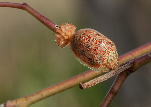 Beetle Eucalyptus Tortoise Carranya